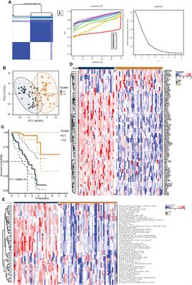 The construction of a hypoxia-based signature identified CA12 as a risk gene affecting uveal melanoma cell malignant phenotypes and immune checkpoint expression